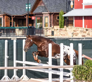 Welcome the North Carolina Appaloosa Club